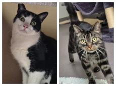 Schnurrduett auf Wohnungssuche: Taby und Marlow