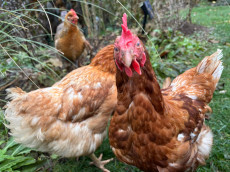 Aus der Massentierhaltung in die Idylle des Westerwalds: Pauline und Silke sehen zum ersten Mal die Sonne 