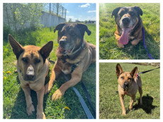 Ein Zuhause fr zwei: Wer ffnet Herz und Tr fr Jacko und Laika?