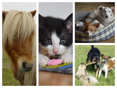 Mit Schnappschuss zum Star: Foto-Wettbewerb Tiere im Glck vom Tierschutz Siebengebirge