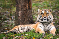 Patenschaften im Zoo Neuwied: Eine besondere Geschenkidee zu Weihnachten