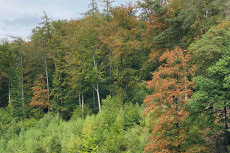 Hitzewellen und Wassermangel: Bedrohung f�r den Wald