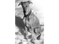 Warum musste Galgoh�ndin "Tyra" durch Hundebisse sterben?