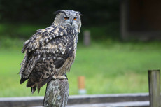 Eulen-Exkursion im Buchfinkenland: Einblicke in die Welt der Nachtj�ger