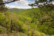 Naturschutzinitiative kritisiert Raumordnungsplan Mittelrhein-Westerwald