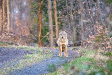 Rckkehr des Wolfs: Vierter Wolf-Sonntag im Oberwesterwald