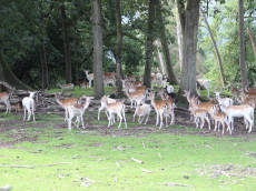 Wiedererffnung des "Wildpark Westerwald" am 3. Oktober