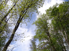 Wanderung bei Westernohe: Die Rotbuche im Fokus des Klimawandels