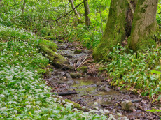 Neuh�usel: Fr�hlingskr�uter entdecken mit den "Kr�uterhexen"