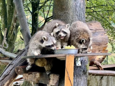 Freier Eintritt f�r Kinder: Weltkindertag im Tierpark Niederfischbach