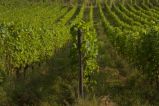 Antragsfrist f�r Rebpflanzungen 2026: Winzer haben bis Februar Zeit