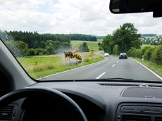 Der ACV-Check: Richtig reagieren bei Wespen im Auto - von der Fahrsicherheit bis zum Versicherungsschutz