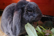 Harveys zweite Chance: Ein Leben mit Herausforderungen