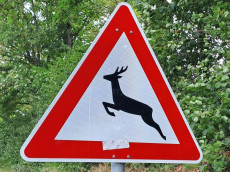 Erh�htes Risiko: Wildwechsel im Sp�tsommer und Herbst