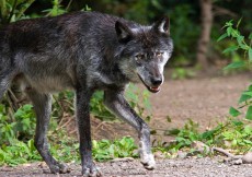 Für Maßnahmen rund um den Wolf: Neue Außenstelle des KLUWO in Dierdorf geplant