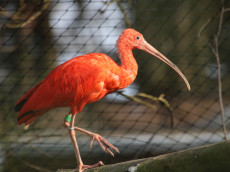 Rotschulterente und Roter Sichler bringen als neue Vogelarten Farbe in den Zoo Neuwied