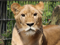 Neue Hoffnung auf der L�wenanlage im Zoo Neuwied