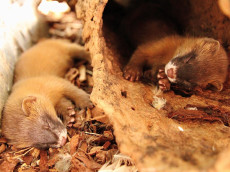 Doppelter Nachwuchs bei den Marderartigen im Zoo Neuwied 