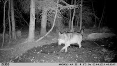 Schock auf dem Brse-Hof: Schafe durch Wolfsriss in Selters gettet