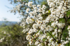Frühlingserwachen in Rheinland-Pfalz: Was jetzt wichtig wird