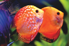 Aquarium auf der Kinderstation: Ein Ort der Ruhe und Zuversicht