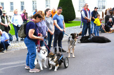 �ber 100 Tiere feierten traditionellen Segnungsgottesdienst im Kloster Marienstatt