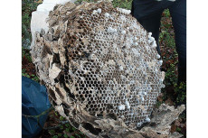 Sicherheitsmanahme an Grundschule: Experten entfernen riesiges Hornissennest