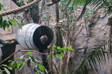 Tierische Wnsche erfllen: Der Zoo Neuwied ldt zur kreativen Spendenaktion ein