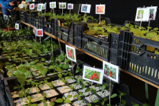 Regionaler Markt in Unkel setzt auf nachhaltige Selbstversorgung