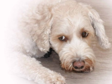 Warum Hunde f�r Kinder und Naturschutz so spannend sind