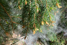 Gelbgr�ne Pollenwolken: Warum der Wald derzeit wie vernebelt wirkt