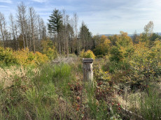 Innovative Wald-Exkursion in Hachenburg: �kologische Wiederbewaldung im Fokus