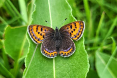 Seltene Arten im Westerwald entdecken - Exkursion zum Waigandshainer Weiher