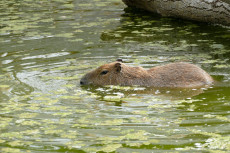 Sommerferien im Zoo Neuwied mit R�tselspa� und Familienworkshops
