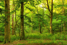 Entdeckungstour in die Waldwildnis des Stegskopf: Einblicke in die Biodiversit�t