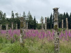 Durch die Hauberge: Rundwanderung bei Haiger-Offdilln