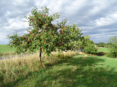 Streuobstwanderung bei Asbach: ANUAL e.V. zeigt alte Sorten und Lebensr�ume