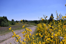 Erlebnisreicher Tag der Biologischen Vielfalt auf der Trupbacher Heide
