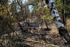 Waldbrand bei Traisen: Einsatzkr�fte kurz vor Abschluss