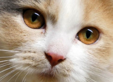 Katzenhilfe Neuwied feiert Jubil�um mit neuem Kalender