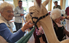 Alpakas bringen Freude ins DRK-Seniorenzentrum Altenkirchen