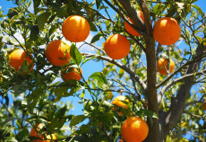 Faire Orangen aus Kalabrien: Ein Projekt gegen Ausbeutung