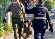 Wildschwein-Drama an Grundschule in Nassau: Einsatzkr�fte befreien Tier aus Zaun