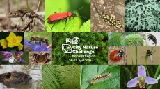 KoblenzRegion tritt erstmals bei der City Nature Challenge an