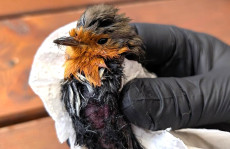 Gefahr f�r Wildtiere: Leimfallen in G�rten