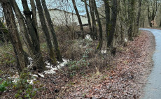 Vors�tzliche Baum-Sch�digung in Flammersfeld