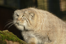 Seltene Manule kehren in den Zoo Neuwied zur�ck