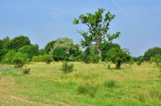 Naturschutz in der Kulturlandschaft: Zwischen Erhalt und Eingriff