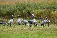 Geflgelpest in Rheinland-Pfalz: Neue Flle bei Wildvgeln besttigt