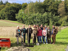Amerikanische Roteiche ziert neue Baumreihe bei Hardert